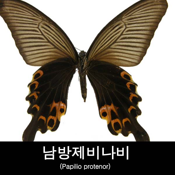 제비 나비 남방 [한국의 나비]