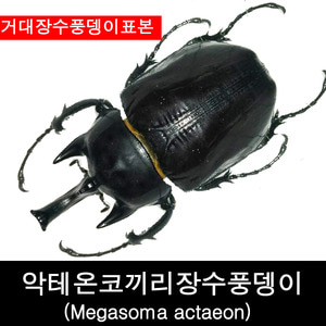 악테온코끼리장수풍뎅이표본/Megasoma actaeon