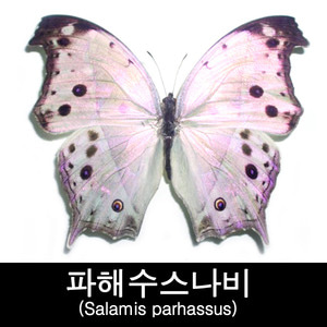 파해수스나비표본/Salamis parhassus 80mm+-