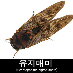 곤충표본/유지매미표본/Graptopsaltria nigrofuscata