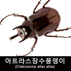 곤충표본/곤충표본만들기/외국곤충표본/해외장수풍뎅이표본/아트라스장수풍뎅이표본/Chalcosoma atlas atlas