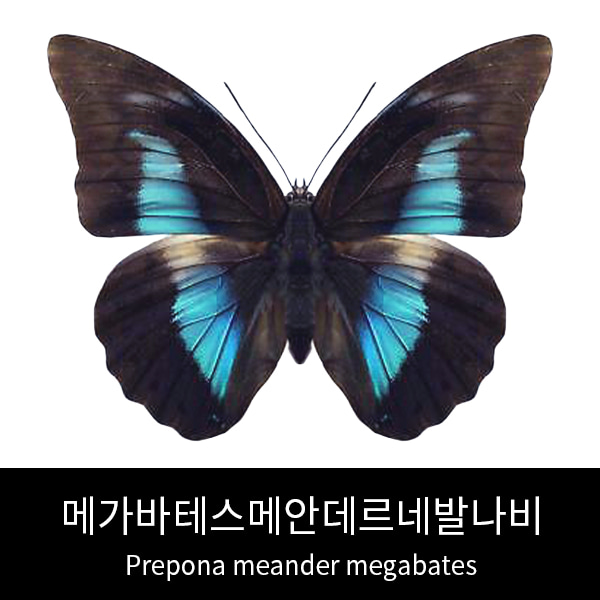 메가바테스메안데르네발나비표본 Prepona meander