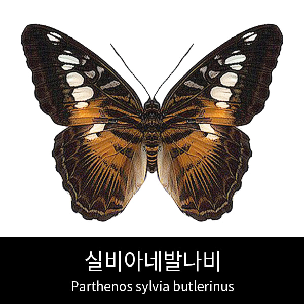 실비아네발나비표본 Parthenos sylvia butlerinus