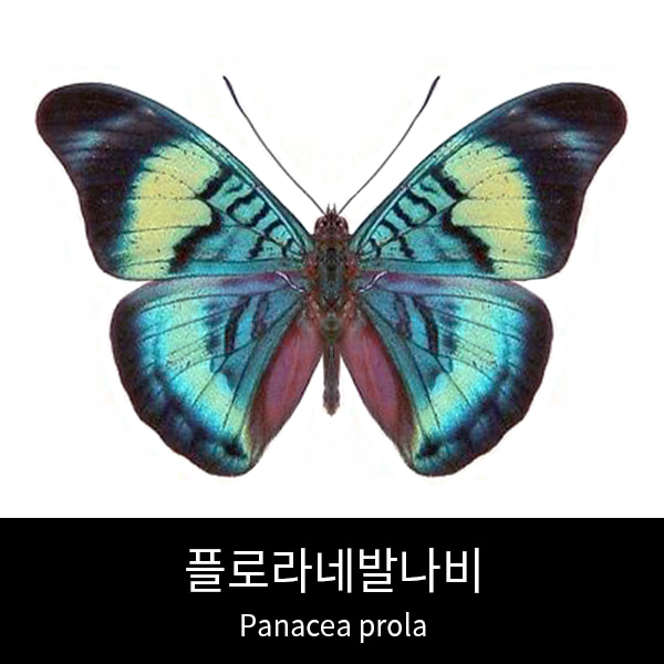 플로라네발나비표본 Panacea prola