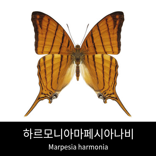 하르모니아마페시아나비표본 Marpesia harmonia