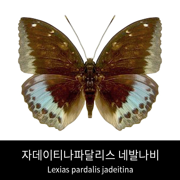 자데이티나파달리스 네발나비표본 Lexias pardalis