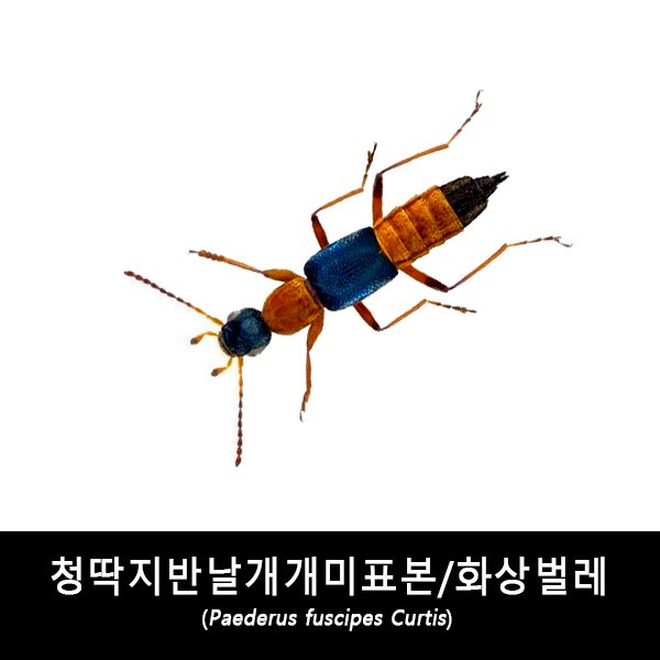 청딱지반날개개미표본/화상벌레