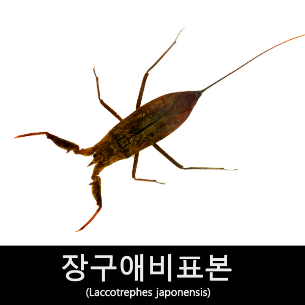 수서곤충표본/장구애비표본/Laccotrephes japonensis