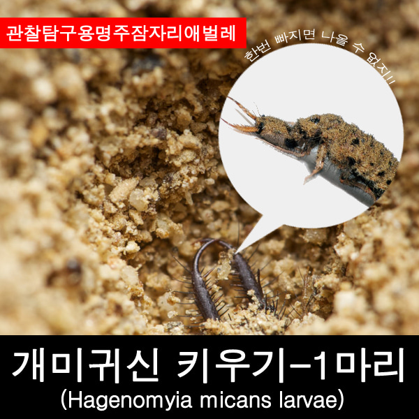 개미귀신키우기/명주잠자리애벌레/개미귀신사육