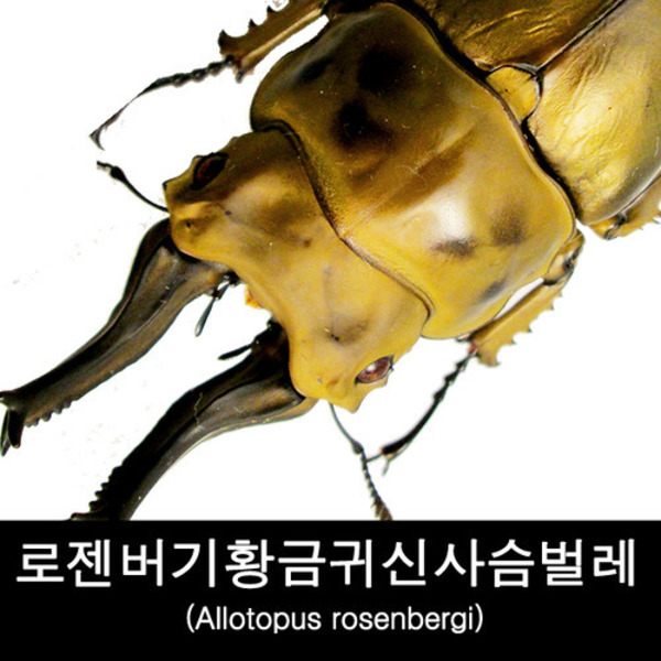 사슴벌레표본/곤충표본/건조표본/로젠버기황금귀신사슴벌레/Allotopus rosenbergi