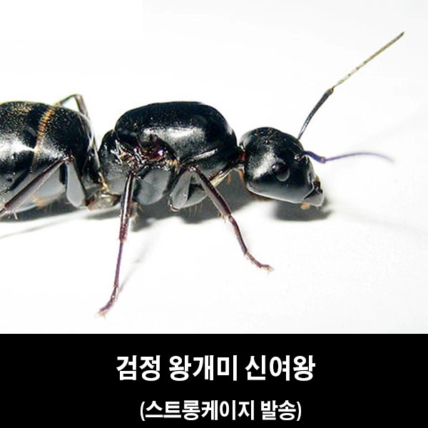 개미사육/애완개미/검정왕개미/신여왕