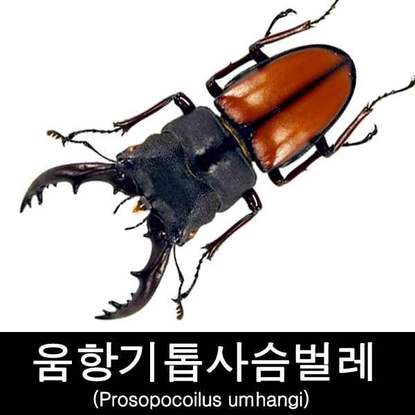 움항기톱사슴벌레표본/Prosopocoilus Umhangi 55-59Mm