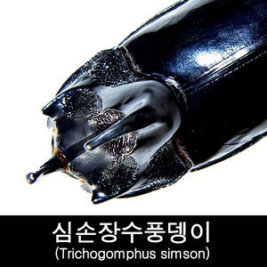 곤충표본/건조표본/심손장수풍뎅이/Trichogomphus simson