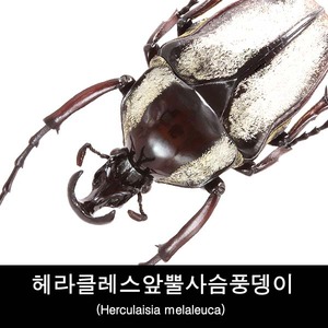 꽃무지표본/곤충표본/건조표본/헤라클레스앞뿔사슴풍뎅이/Herculaisia melaleuca