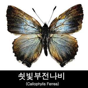 나비표본/쇳빛부전나비표본/Callophylis Ferrea