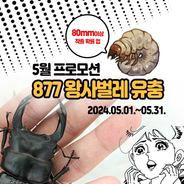 [5월 프로모션] 877 왕사슴벌레 유충 5마리 / 왕사슴벌레 애벌레  5마리 / 특별 프로모션